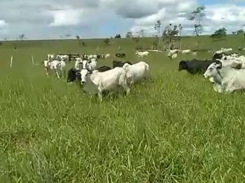 NANUQUE