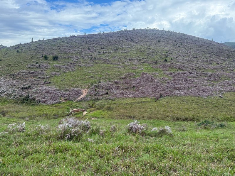 MONTE FORMOSO